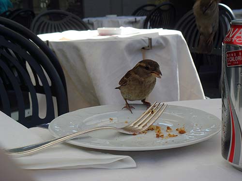 A bird eating from Aviva's plate