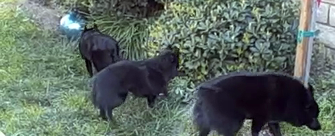 3 schipperkes