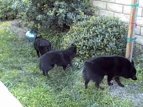 3 schipperkes