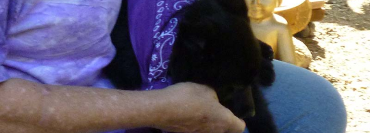 Schipperke party 2011 (pics + video)