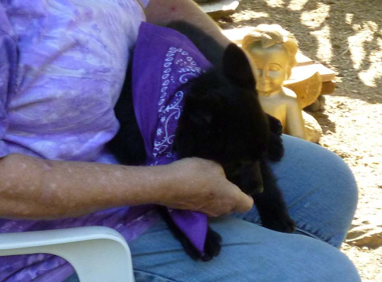 Schipperke party 2011 (pics + video)