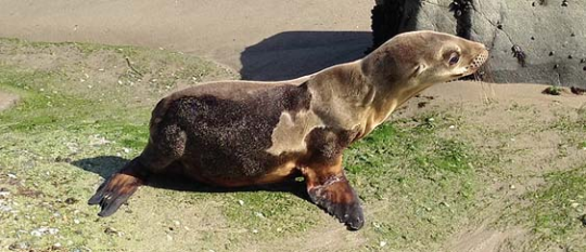 A Malibu Beach (and a video of a seal)