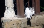 Two kittens playing at the cloisters