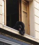 Dog in a window