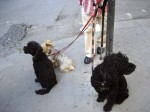 A man with three dogs