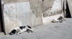 Stray dogs on the street