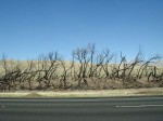 Burned Trees