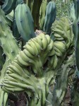 A very odd cactus