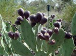 Cactus flowers