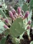 Cactus flowers