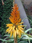 Close up of cool flower
