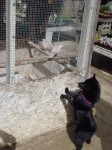 Iggy watching a pen of doves