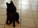 Iggy attentive