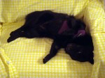 Iggy Sleeping