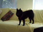 Its Iggys Couch