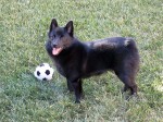 Iggy standing with a plush soccer ball
