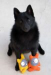 Iggy sitting with two toys