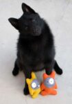 Iggy sitting with two toys, head cocked
