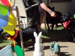 A bunch of schipperkes