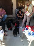 A bunch of schipperkes
