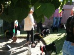 A bunch of schipperkes