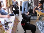 A bunch of schipperkes