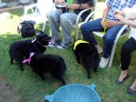 A bunch of schipperkes