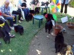 A bunch of schipperkes