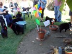 A bunch of schipperkes