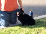 A schipperke