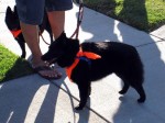 A schipperke