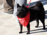 A good shot of a schipperke with a tail