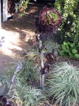 A really cool desert plant we saw during the parade