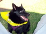 Iggy with a big grin