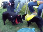 Iggy hanging out with Shadow