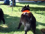 A schipp with a tail!