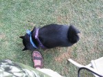 Overhead shot of a schipperke with a tail