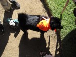An overhead shot of a schipperke with a tail
