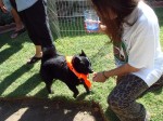 A schipperke with a tail