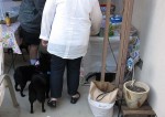 Schipperkes line up for human chow too