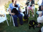 Three schipperkes (Iggy is lying down)