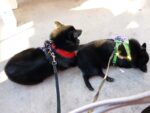 Iggy and Jett