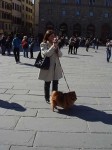 Isn't that pomeranian cute?