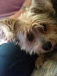 My sister and brother-in-law's dog Mikey