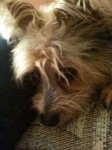 My sister and brother-in-law's dog Mikey