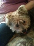 My sister and brother-in-law's dog Mikey