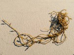 Seaweed