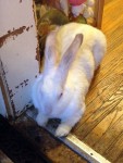 That's a big live bunny - I petted him