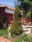 Bunny topiary out back