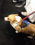 The cosplay corgi